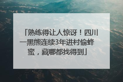 熟练得让人惊讶！四川一黑熊连续3年进村偷蜂蜜，藏哪都找得到