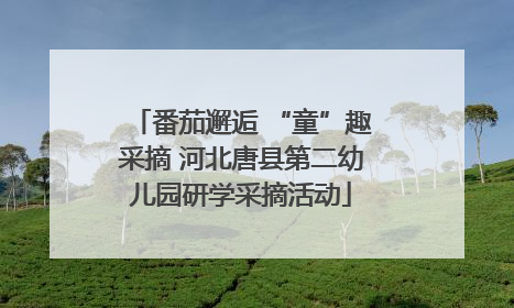 番茄邂逅 “童”趣采摘 河北唐县第二幼儿园研学采摘活动