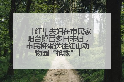 红隼夫妇在市民家阳台孵蛋多日未归，市民将蛋送往红山动物园“抢救”