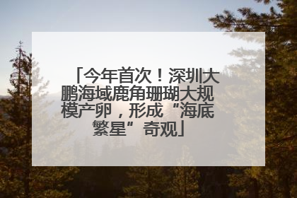 今年首次！深圳大鹏海域鹿角珊瑚大规模产卵，形成“海底繁星”奇观