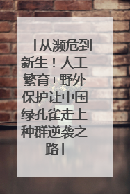 从濒危到新生！人工繁育+野外保护让中国绿孔雀走上种群逆袭之路