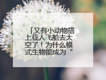 又有小动物搭上载人飞船去太空了！为什么模式生物能成为“探索代表”？