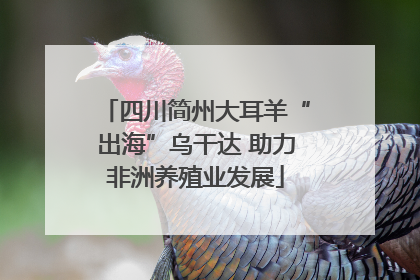 四川简州大耳羊“出海”乌干达 助力非洲养殖业发展