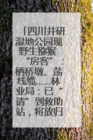 四川井研湿地公园现野生猕猴 “房客”：栖桥墩、荡线缆……林业局：已“请”到救助站，将放归自然