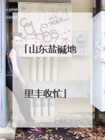 山东盐碱地里丰收忙