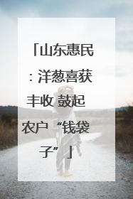 山东惠民：洋葱喜获丰收 鼓起农户“钱袋子”