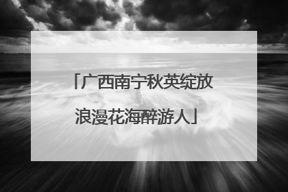 广西南宁秋英绽放 浪漫花海醉游人