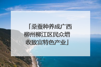 桑蚕种养成广西柳州柳江区民众增收致富特色产业