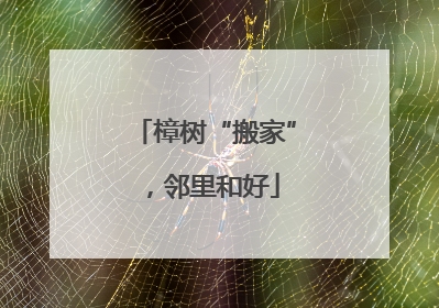 樟树“搬家”，邻里和好