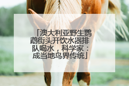 澳大利亚野生鹦鹉街头开饮水器排队喝水，科学家：成当地鸟界传统