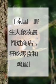 泰国一野生大象凌晨闯进商店，狂吃零食和鸡蛋