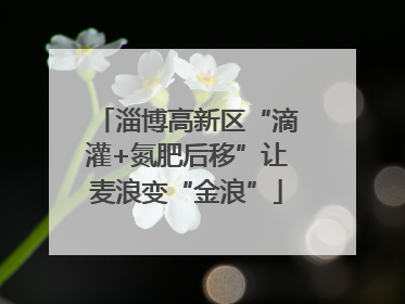 淄博高新区“滴灌+氮肥后移”让麦浪变“金浪”