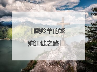 藏羚羊的繁殖迁徙之路