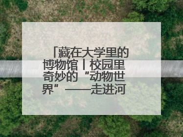 藏在大学里的博物馆丨校园里奇妙的“动物世界”——走进河北大学博物馆