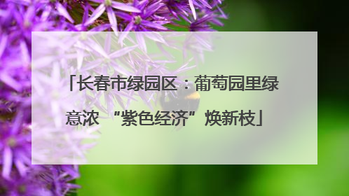 长春市绿园区：葡萄园里绿意浓 “紫色经济”焕新枝